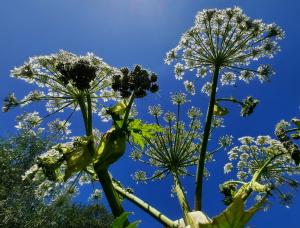 Allet 10 Reuze Berenklauw